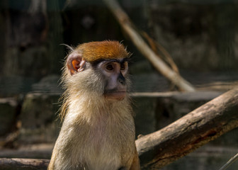 Brown monkey sad primate sitting in cage