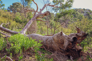 dead tree in the forest
