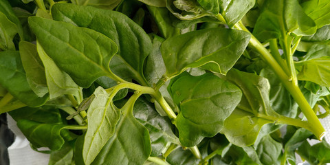 Delicious fresh spinach from the organic fair.