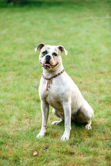 Fototapeta premium American bulldog in green grass. Beautiful Johnson-Bully on natural background