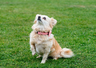  Chihuahua looking up and sitting on the grass