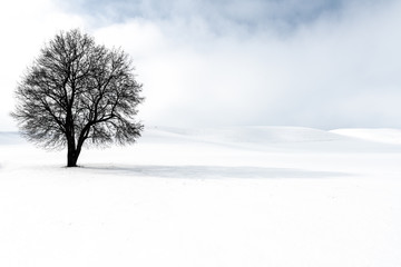 A single Tree standing in the Snow