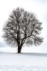 Fototapeta na wymiar A single Tree standing in the Snow