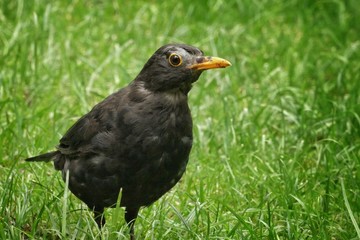 blackbird on the grass
