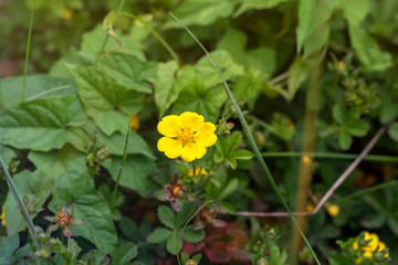 Caltha palustris with yellow flowers. Caltha palustris ring up close