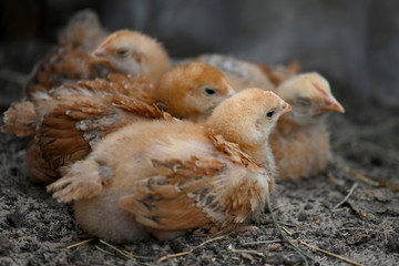 Several brown chickens of the breed of broiler Sasso XL 551, sit on a Mat in the chicken coop and rest. Portrait of a brown broiler chicken