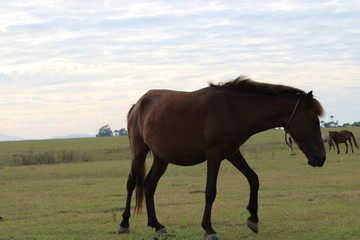 Obraz premium brown horse is looking for food in the savanna. the horse is eating grass.