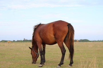 brown horse is looking for food in the savanna. the horse is eating grass.