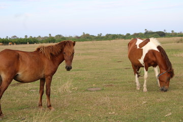 brown horse is looking for food in the savanna. the horse is eating grass.