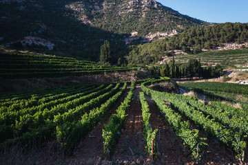 Fototapeta na wymiar Beautiful vineyards at sunset with Montsant mountains background.