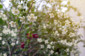 Jasmine spring flowers. Close up of jasmine flowers in a garden