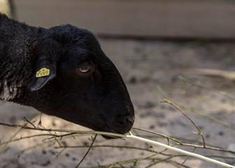 Black head wool sheep eating