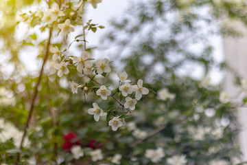 Jasmine spring flowers. Close up of jasmine flowers in a garden