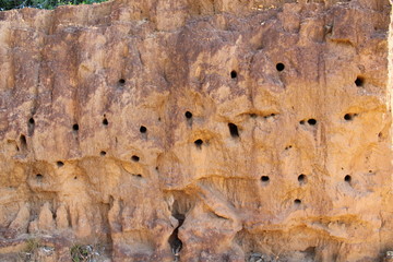 Lizard nests on the cliff. the lizard makes a hole in the cliff for shelter. reptile habitat at mountain