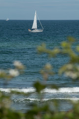 sailboat in the sea, bush in the front