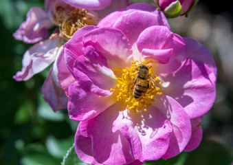 Close-up of Honey Bee Collecting Pollen on Pink Rose
