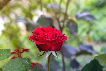 Red Roses in a garden with water drops.