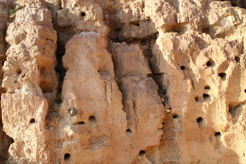 Lizard nests on the cliff. the lizard makes a hole in the cliff for shelter. reptile habitat at mountain