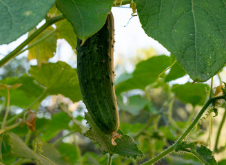 Green cucumber on garden. Cucumber ripen on the garden. Young plant cucumber growing with yellow flowers.