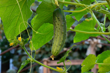 Green cucumber on garden. Cucumber ripen on the garden. Young plant cucumber growing with yellow flowers.