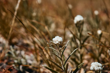 Pretty Wildflowers