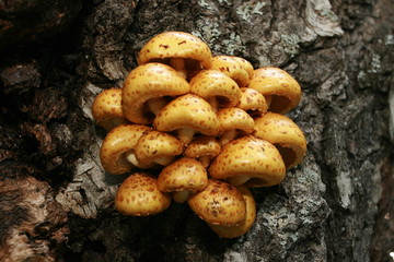 Blocked wild mushrooms on a green meadow