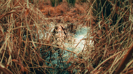 Looking Into a Puddle Surrounded By Dead Orange Plants