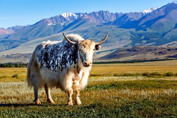 White & black yak in alpine mountains. Himalayan big yak in beautiful landscape. Hairy cattle cow...