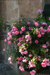 Idyllische rosarote Rosen Pracht an Steinmauer
