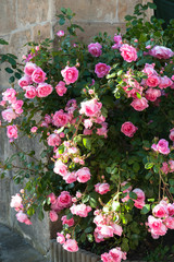 Fototapeta na wymiar Idyllische rosarote Rosen Pracht an Steinmauer 