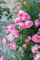 Idyllische rosarote Rosen Pracht an Steinmauer
