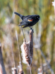 Male Red-winged Blackbird (Agelaius phoeniceus)
