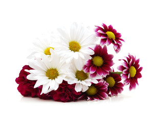 Purple Dahlia and daisy flowers with yellow Center on White Background