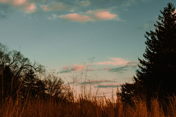A Large Field of Orange Plants With One Plant Longer than The Rest