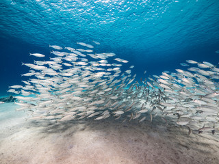 Bait ball / school of fish in shallow water of coral reef  in Caribbean Sea / Curacao