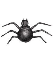 Watercolor grey cute spider. Hand drawn spooky realistic spider. Isolated on white background. Design for Happy Halloween Halloween. Clipart. Cartoon. Insect concept. Black widow spider