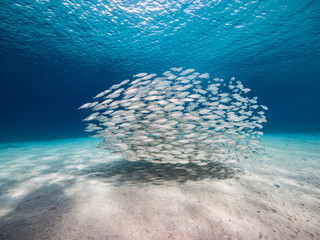 Naklejka na ściany i meble Bait ball / school of fish in shallow water of coral reef in Caribbean Sea / Curacao
