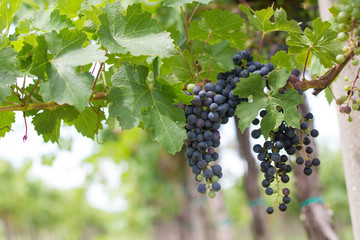 Wine grapes and leaves isolated in front of the wine yard.
