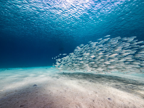 Bait ball / school of fish in shallow water of coral reef  in Caribbean Sea / Curacao