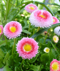 Obraz premium Daisy flowerbed background