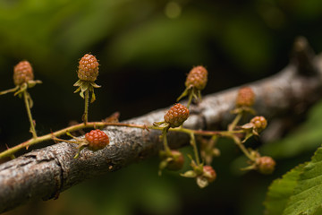 Raspberry Branch Wrapping Around a Tree