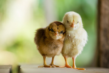 Adorable brown and yellow baby chicks bonding together on a wooden floor with soft green natural...