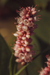 Macro Photo of Wild Lupine at Sunset