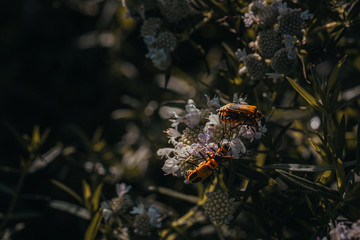Moody Image of Multiple Bugs on a Flower