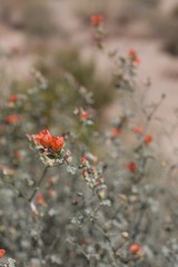 Radiant orange inflorescence blooming from Apricot Globemallow, Sphaeralcea Ambigua, Malvaceae, native perennial subshrub on the outskirts of Twentynine Palms, Southern Mojave Desert, Springtime.