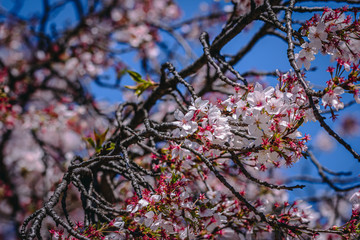 Japanese Cherry Blossoms In Shinjuku
