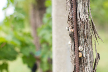 Snails on a wine plant trunk. A lot of small colorful snails.