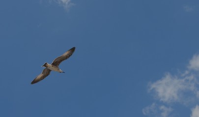 Gabbiano in Volo