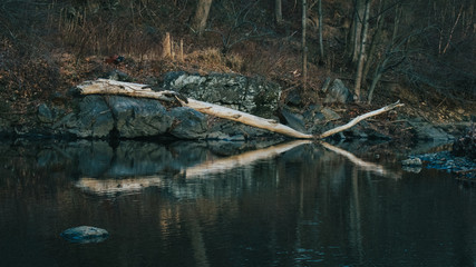 A Large Branch Fallen Off a Tree in the Water Casting a Reflection