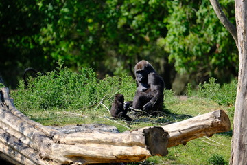 A gorilla is breastfeed her baby in the public.